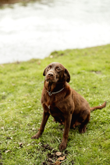 Platte River Kennels - Josie 